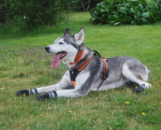 TrueLove No-Pull Dog Harness – Reflective, Padded & Escape-Proof with Handle